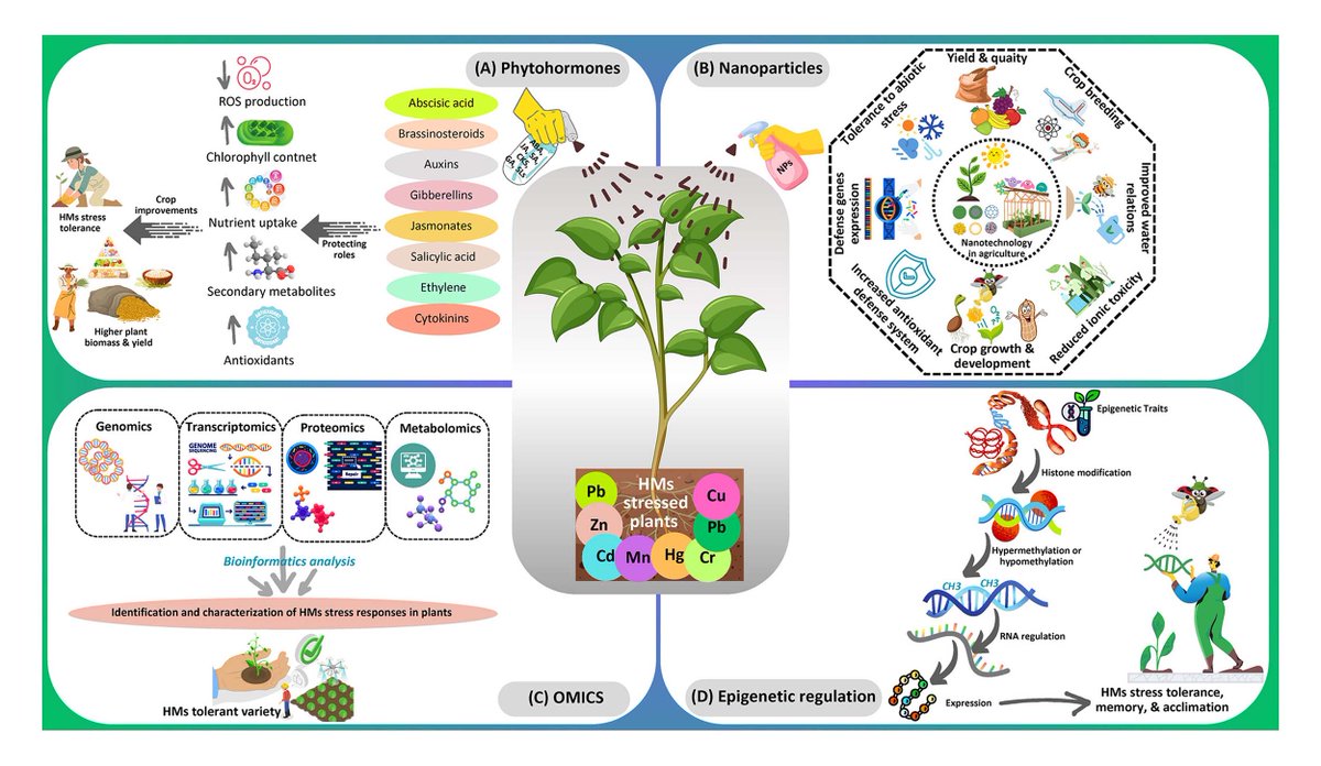 How to advance plant resilience to heavy metal toxicity for sustainable agricultural production? This review summarizes diverse adaptation strategies and the use of biostimulants to improve tolerance. <a href="/SiDDMaliCk/">Sidra Charagh</a> <a href="/Ale_Raza6/">Ali Raza</a> 

Read more: bit.ly/4cZ9J1X