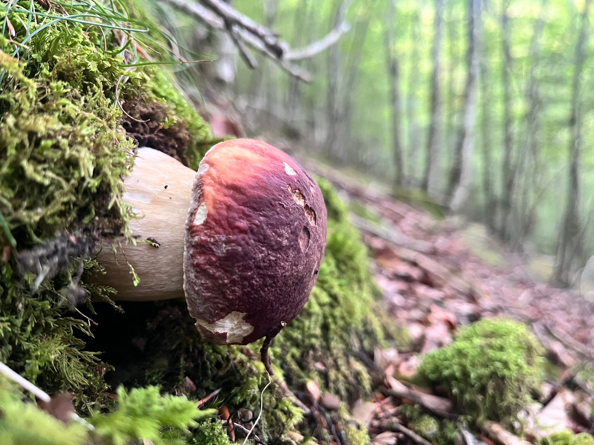 Mushrooms guide 🍄 tweet media