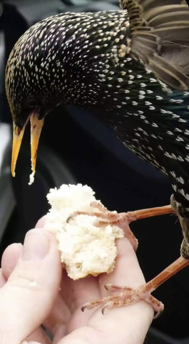 Starling being hand fed 😉
Taken down in Newquay Cornwall
