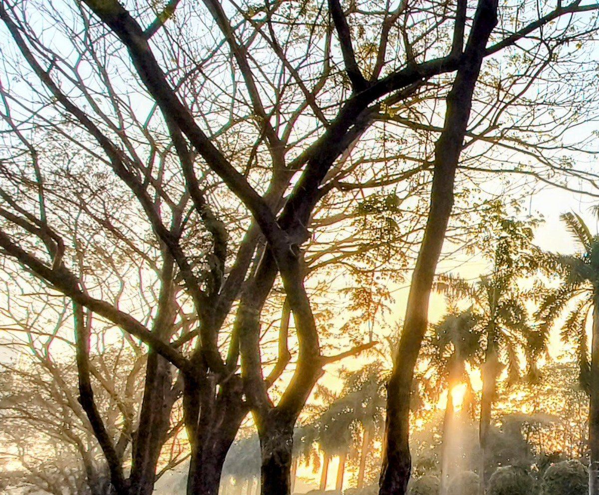 Agnoup's tweet photo. Golden hue..!
@dhumketu101 , recognise this one?
#nature #goldenrays https://t.co/RTcneabOvX
