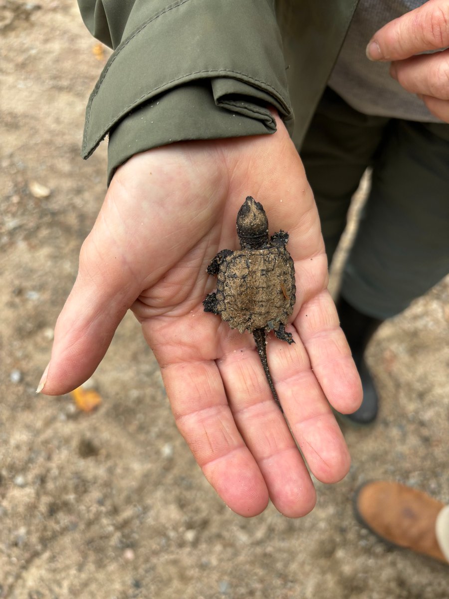 Students from Bendale JPS witnessed a baby snapping turtle making its way to the pond after it had just emerged. Offspring have only a 1% chance of surviving to breeding age. <a href="/TOES_TDSB/">TOES_TDSB</a> <a href="/BendaleJuniorPS/">BendaleJuniorPS</a>