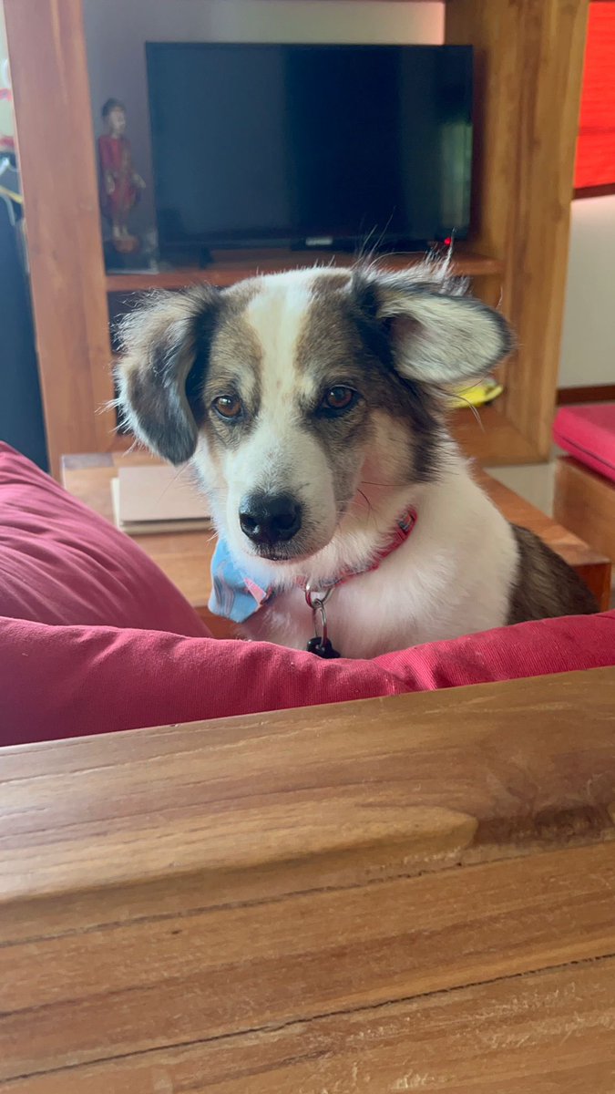 Niall Harbison tweet media