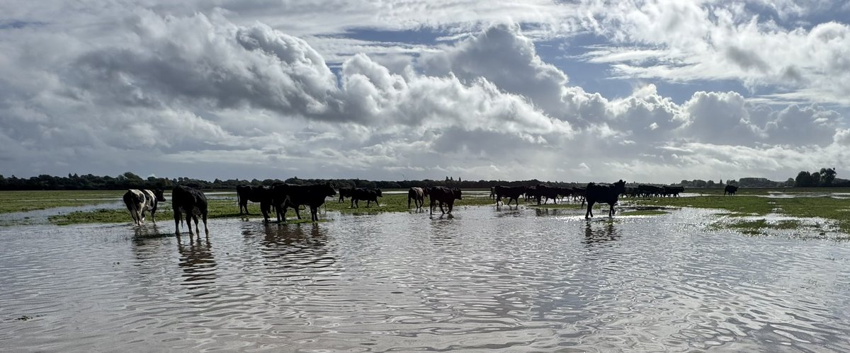 Julian Cooper tweet media