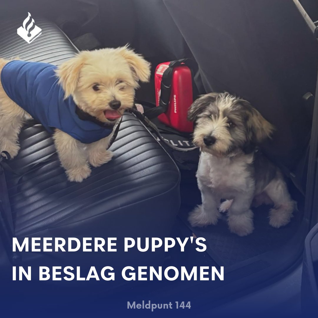 #Straatkrantverkopers met puppy's 

Helaas blijkt in veel gevallen dat de #pups te vroeg naar Nederland zijn gebracht en niet over de nodige vaccinaties en registratie beschikken. 

Vandaag zijn opnieuw twee hondjes in beslag genomen door @pol_rotterdam 

Melding maken?☎️144