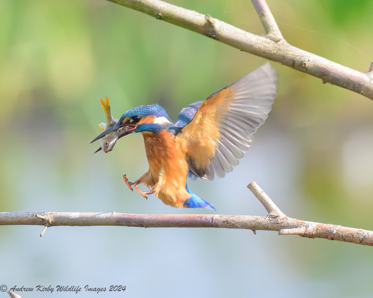 SomersetWT's tweet photo. Check out these fabulous kingfisher photos taken at Catcott Nature Reserve! 🐟

The kingfisher is one of our most colourful birds, and photos like this are always fantastic to see!

📸 Many thanks to @AndrewKirby18 for sharing these images with us.

#Somerset #Kingfisher #Catcott https://t.co/uBhvBwI4SG