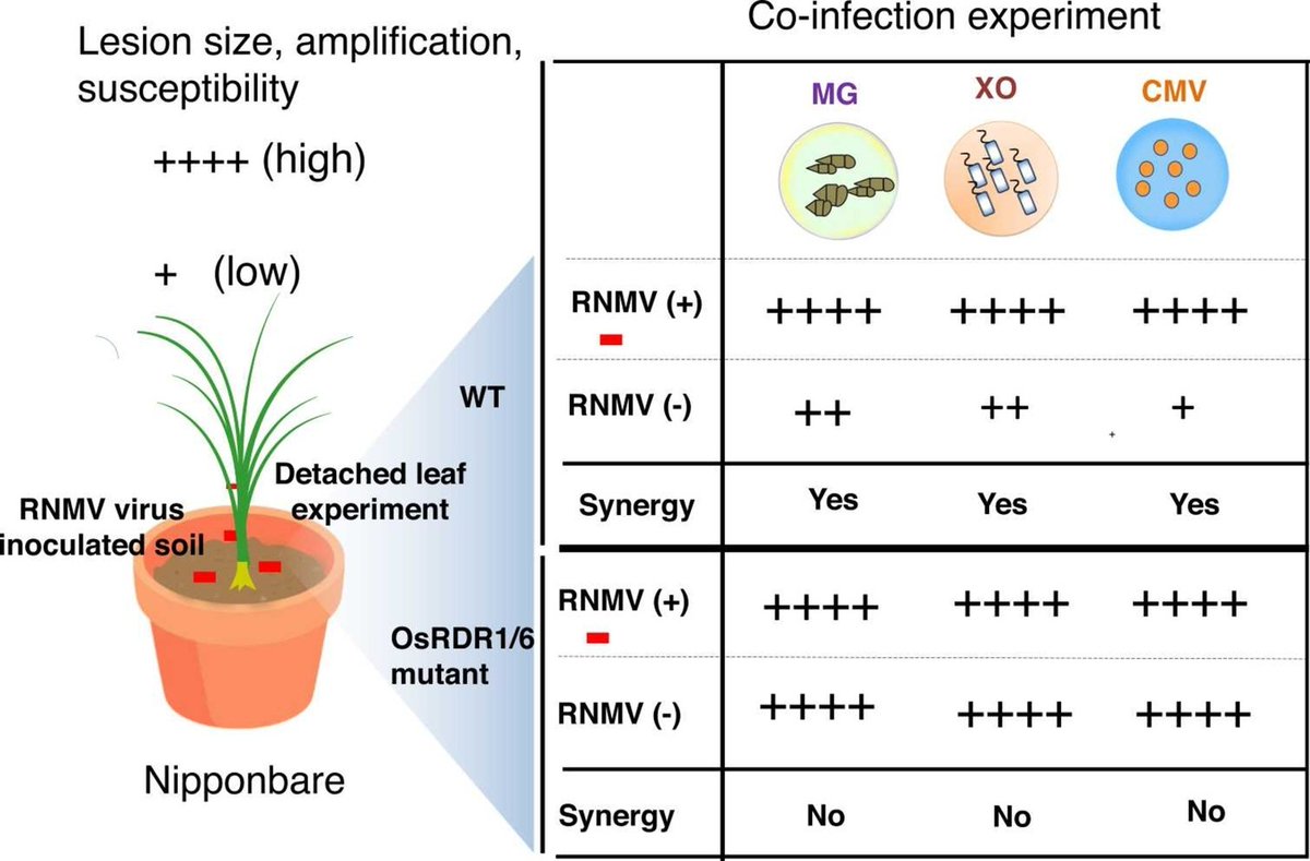 #RNAsilencing in rice plays a crucial role in controlling #PlantPathogen interactions. Understanding these complex networks is essential to paving the way towards improved #CropProtection strategies. Congratulations <a href="/sgwagh/">Sopan Wagh</a> for this amazing research! doi.org/njth
