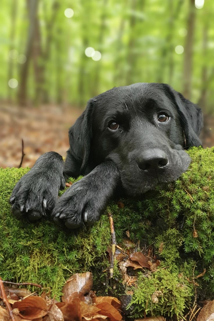 Labrador Lover tweet media