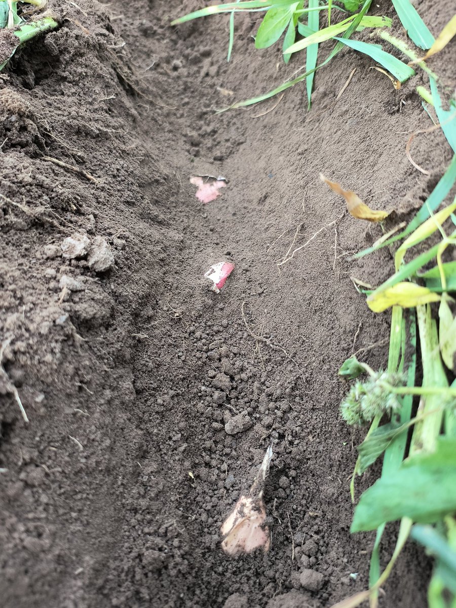 Our garlic is planted!  Another large fall job to scratch off the list.