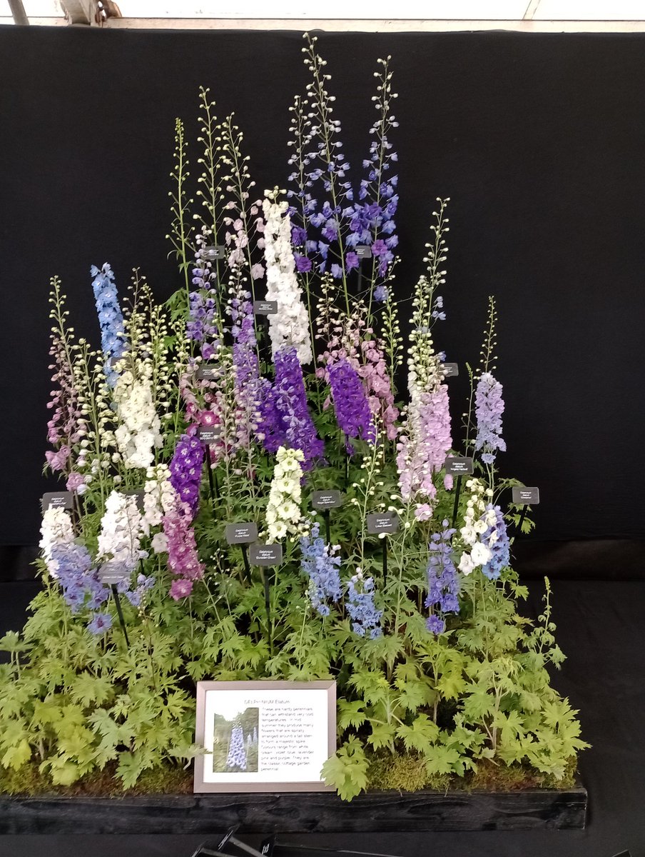 All finished and ready for judging <a href="/MalvernShows/">RHS Malvern Spring & Autumn Shows</a> <a href="/The_RHS/">The RHS</a> .🤞