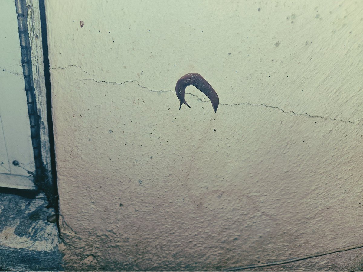 XplodingPeach's tweet photo. I'm just a slug with juggs #feetwoship #toesandsoles #crawling #tease #gfe #snapchat #slug #snailtrail #assandtitties https://t.co/KKRd2ZfcB7