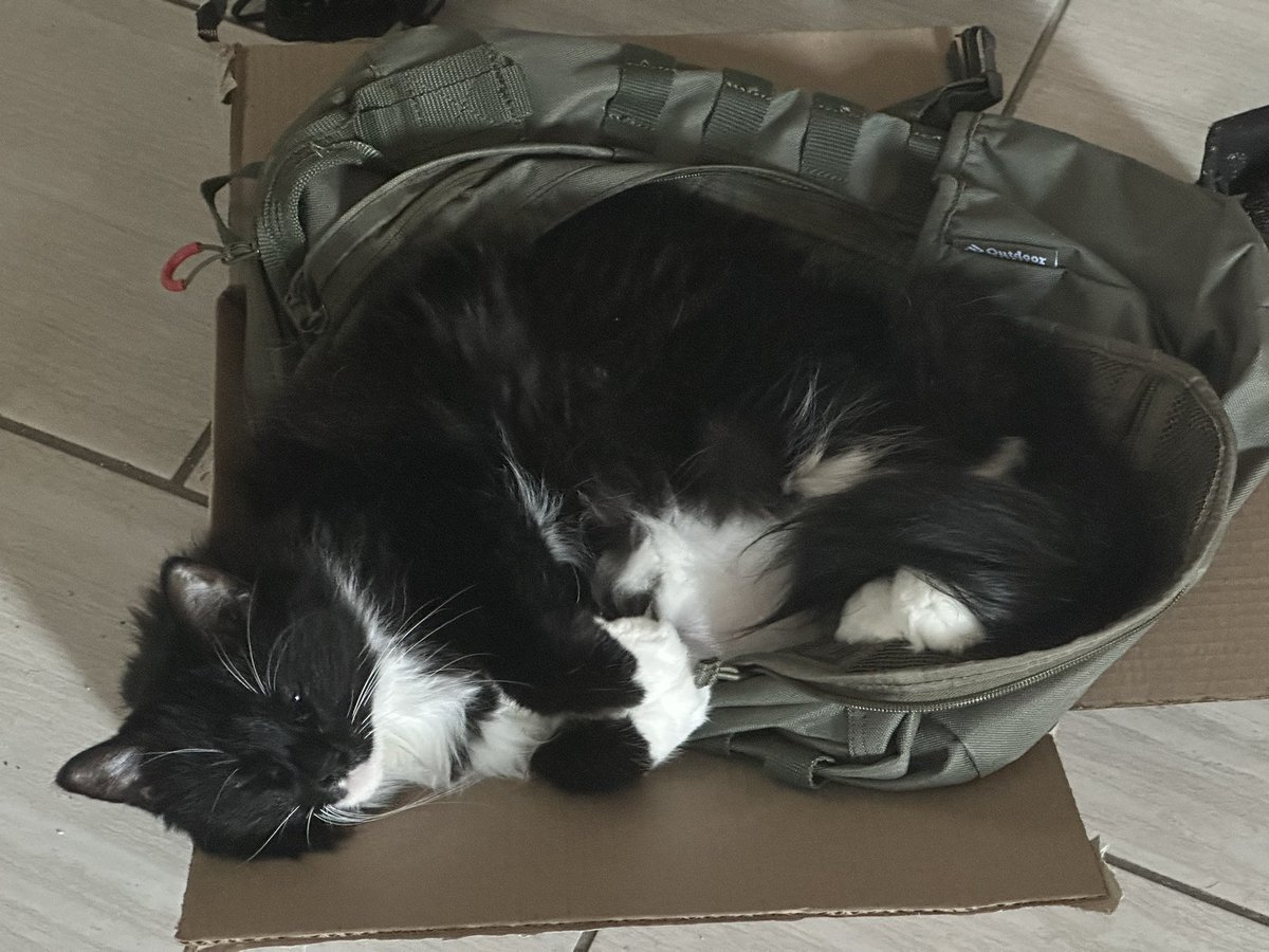 Tib3rius tweet media