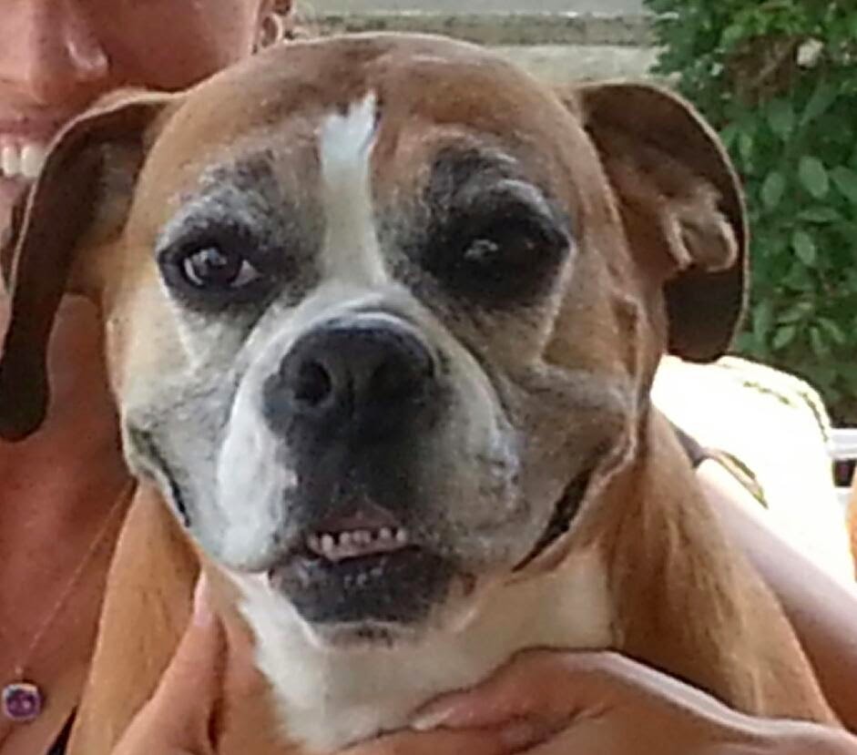 BellaBoosBros's tweet photo. Happy Bday Bella Boo
We sure do miss that smile ππππ
Our angel #RIPBellaBoo #bromocrew #sismos https://t.co/w6HFdkNdZA
