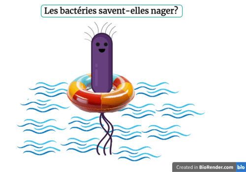 1. [FdS] Village des sciences 🥼

Du 5 au 6 octobre, venez participer à l’atelier « Les bactéries savent-elles nager ? » organisé par l'<a href="/I2BCParisSaclay/">I2BC Paris-Saclay</a> à l’@ENS_ParisSaclay! 🦠

👉 En savoir plus : urlr.me/YWqzF

#FDS2024 #science #biologie <a href="/UnivParisSaclay/">Université Paris-Saclay</a>