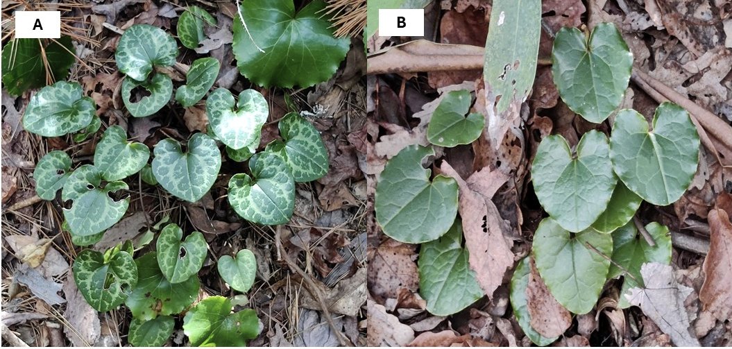 Botanical Society of America (@botanical_) on Twitter photo An elevational cline in leaf variegation: Testing anti-#herbivory & abiotic heterogeneity hypotheses in maintaining a #polymorphism
New #AJB research at Cierra Sullivan & <a href="/mhkoski/">mika hkoski</a>
doi.org/10.1002/ajb2.1… #botany #ecophysiology #@wileyplantsci An elevational cline in leaf variegation: Testing anti-#herbivory & abiotic heterogeneity hypotheses in maintaining a #polymorphism
New #AJB research at Cierra Sullivan & <a href="/mhkoski/">mika hkoski</a>
doi.org/10.1002/ajb2.1… #botany #ecophysiology #@wileyplantsci