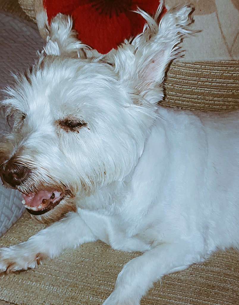 BarbaraLadmore's tweet photo. Our lovely Pebbles is very poorly, she's 13yrs old..We are spoiling her even more than usual..#AggressiveCancer 😌 https://t.co/2BzrBHPYQv