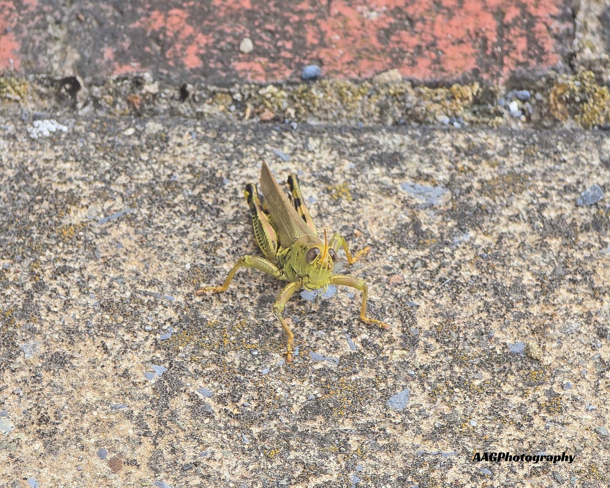 Found this little guy the other day. Look at that lil face. 🥹 #InsectThursday #insects #nature #cutebugs