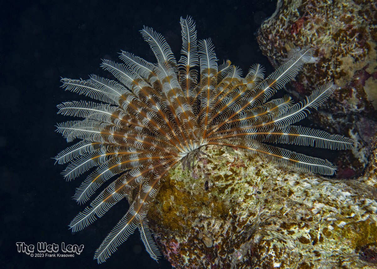 inaturalist's tweet image. Our Observation of the Day is this feather star (potentially Klunzinger&apos;s Feather Star (Dichrometra palmata)), seen in #Egypt by wetlens!

More details at: inaturalist.org/observations/2… #echinoderms #nature #marinebio #biodiversity