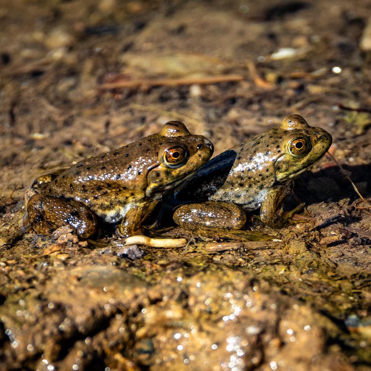 LensmanJoey's tweet photo. Frog season is here. #frog #amphibian #wildlife #wildlifephotography #canon https://t.co/vobYvfLmyS