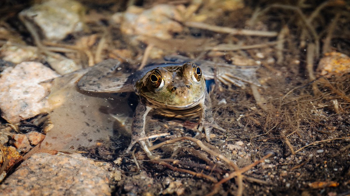LensmanJoey's tweet photo. Frog season is here. #frog #amphibian #wildlife #wildlifephotography #canon https://t.co/vobYvfLmyS