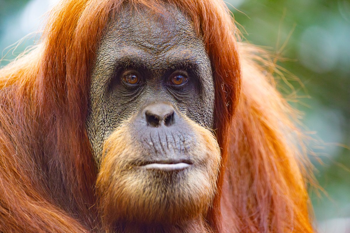 Check out our BRAND NEW orangutan video fact file! 🦧📽️

chesterzoo.org/schools/resour…

#orangutan #sumatra #borneo #chesterzoo #PalmOil
<a href="/orangulandtrust/">Orangutan Land Trust🦧 (also on Bluesky)</a> <a href="/PalmChoice/">Sustainable Palm Oil Choice (also on BlueSky)</a> <a href="/RSPOtweets/">Roundtable on Sustainable Palm Oil</a> <a href="/chesterzoo/">Chester Zoo</a>