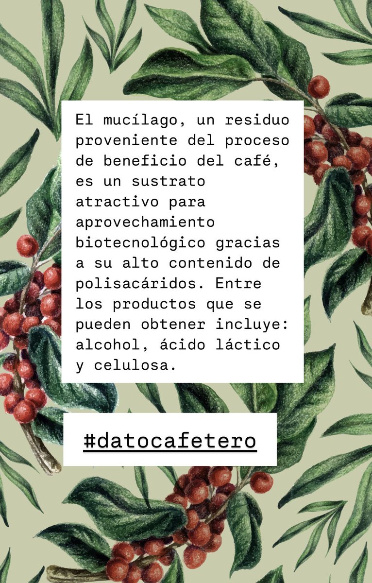 cafe_con_alba's tweet photo. #DatoCafetero https://t.co/HwyWU4P6CK