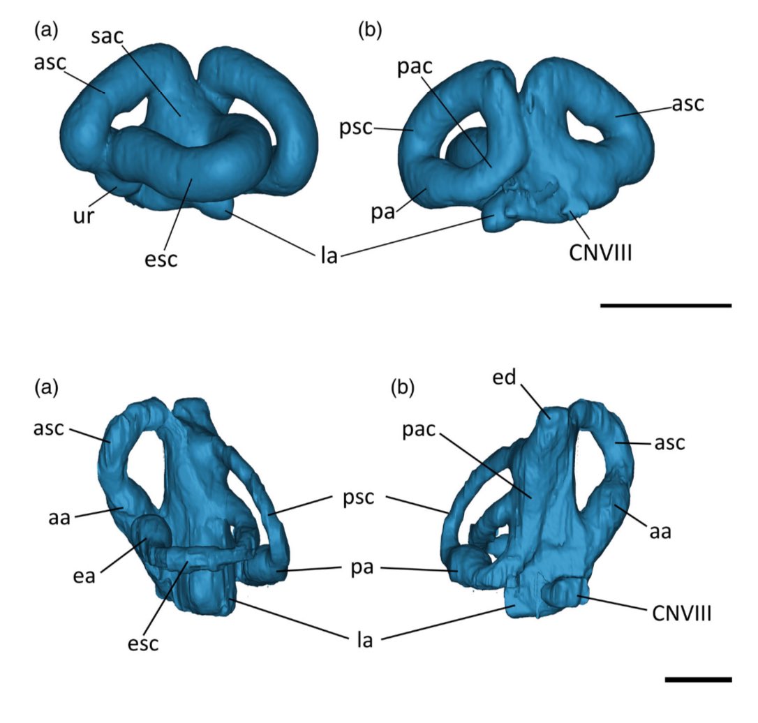 JordynNeal24's tweet photo. Excited to announce my undergraduate work with Dr. Allison Bronson has been published! 🎉Detailed descriptions of the endocranial anatomy of four species of extant sharks using CT scans #innerear #ecomorphology @AnatRecord @humboldtcalpoly @csuf 

https://t.co/p8pgYLjBrl https://t.co/NWDPeIb5ds