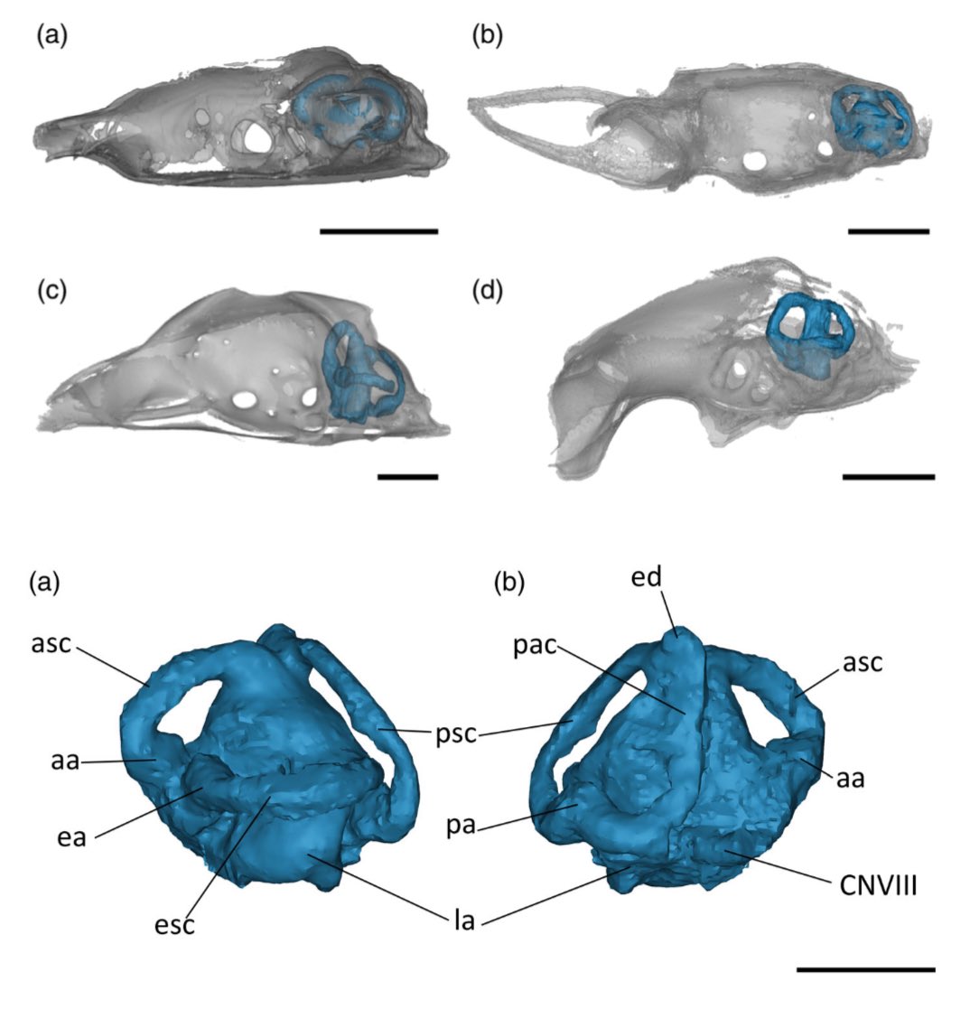 JordynNeal24's tweet photo. Excited to announce my undergraduate work with Dr. Allison Bronson has been published! 🎉Detailed descriptions of the endocranial anatomy of four species of extant sharks using CT scans #innerear #ecomorphology @AnatRecord @humboldtcalpoly @csuf 

https://t.co/p8pgYLjBrl https://t.co/NWDPeIb5ds