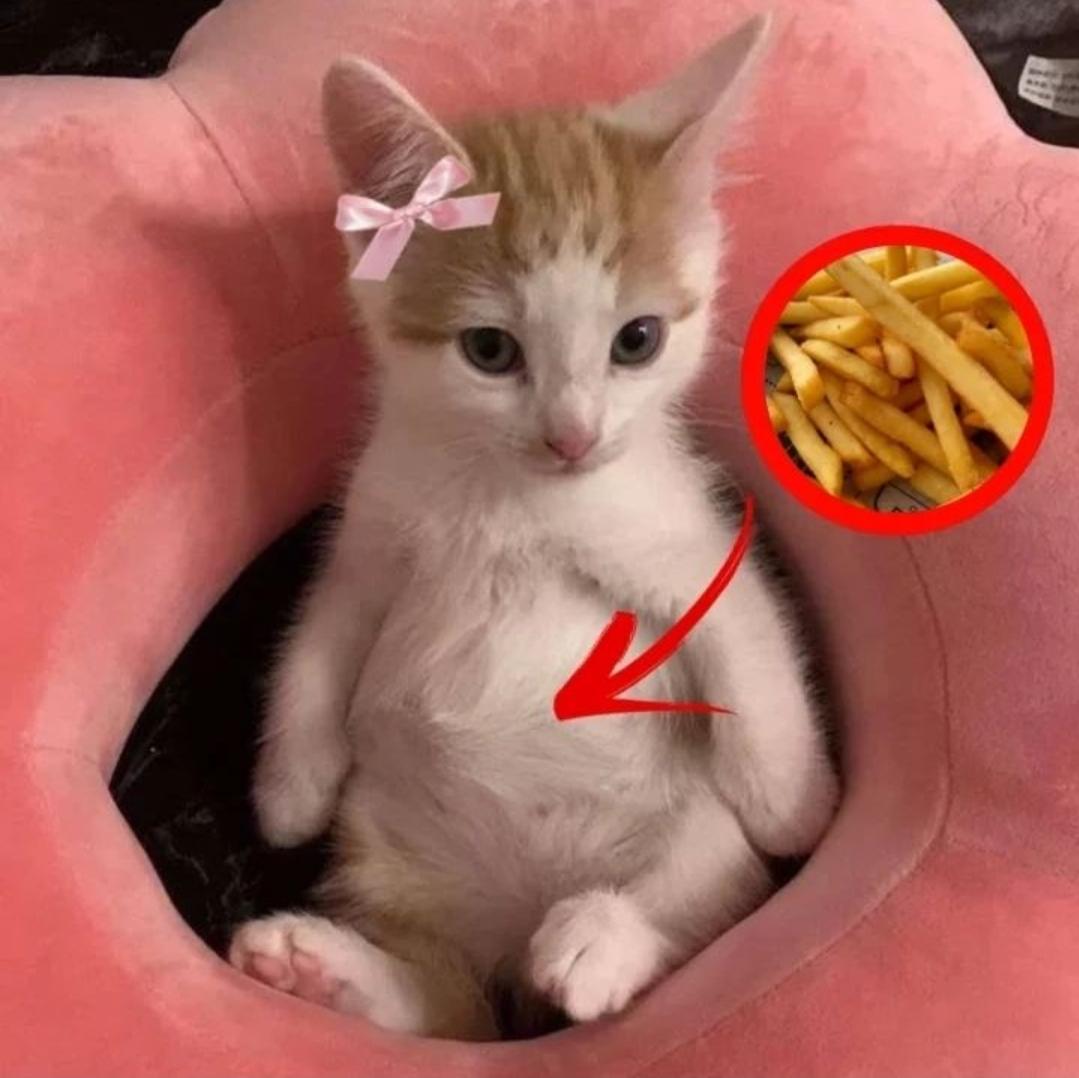 smol silly cat tweet media