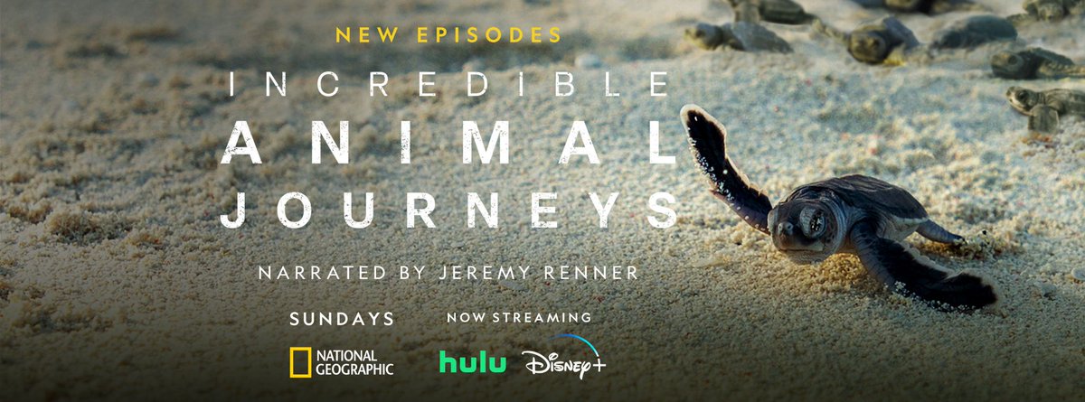 Plimsoll tweet media