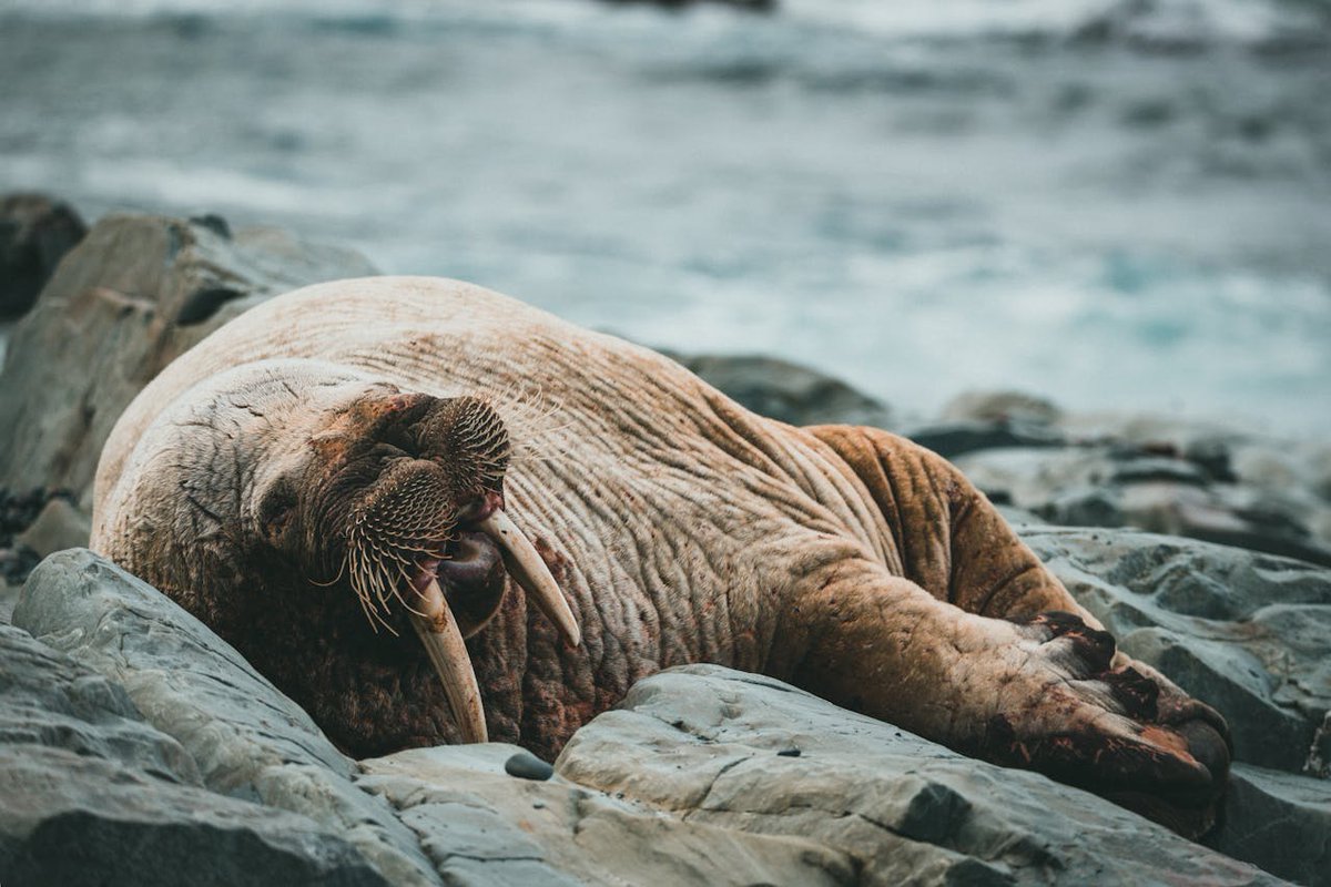 University of Groningen (@univgroningen) on Twitter photo Vikings were not only searching for new land to farm and settle. They also were after valuable walrus Arctic Ivory! ๐ฐ
Researchers from the UG (<a href="/RUG_Arctic/">Arctic Centre Groningen ๐ณ๐ฑ</a>) and others show this in new research. Read more now ๐
rug.nl/about-ug/latesโฆ Vikings were not only searching for new land to farm and settle. They also were after valuable walrus Arctic Ivory! ๐ฐ
Researchers from the UG (<a href="/RUG_Arctic/">Arctic Centre Groningen ๐ณ๐ฑ</a>) and others show this in new research. Read more now ๐
rug.nl/about-ug/latesโฆ