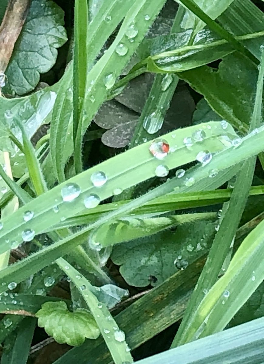 glaubeweiter's tweet photo. #September #Regentag Alles ist #nass #Luft so #feucht wie in einer #Waschküche «Ich segne sie und das ganze Land rund um meinen heiligen Berg. Zur rechten Zeit lasse ich heilsamen Regen fallen, damit die Bäume viele Früchte tragen und die Felder reichen Ertrag bringen»Ez 34,26 https://t.co/0AM3CcpPzA
