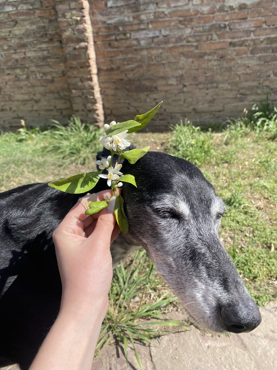 Primavera🌸🌱🌺🍃🌼🌿🌷☀️