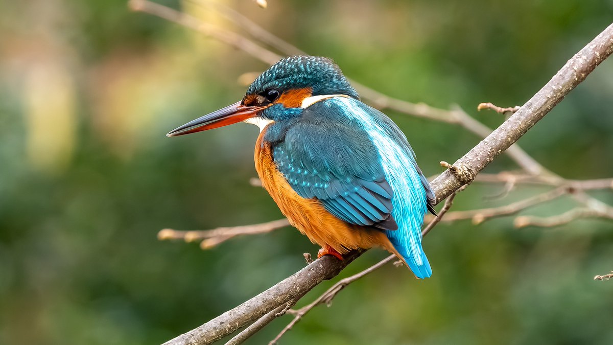 BirdLifeLU's tweet photo. Der Kanton #Luzern hat die Ron im #Rontal in den Gemeinden #Buchrain, #Ebikon, #Dierikon und #Root revitalisiert. Das Gewässerprofil wurde verbreitert sowie Flachuferbereiche und flache Böschungen realisiert. Schon gesichtet wurde u.a. der #Eisvogel. #Gutgemacht © Fitz Sigg https://t.co/JQohWZIKXv