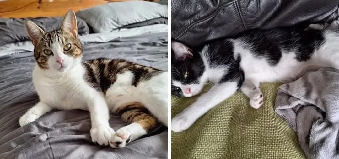 CAT1977_Leeds's tweet photo. Meet Mother Mable (18 months )and daughter Rosie (4 months) They are looking for their forever home together.
 
Mabel is such a friendly cat who loves strokes and cuddles.

​Rosie is also friendly and very playful.

Please contact us if you would like to meet them. https://t.co/54ZeIb8CR7