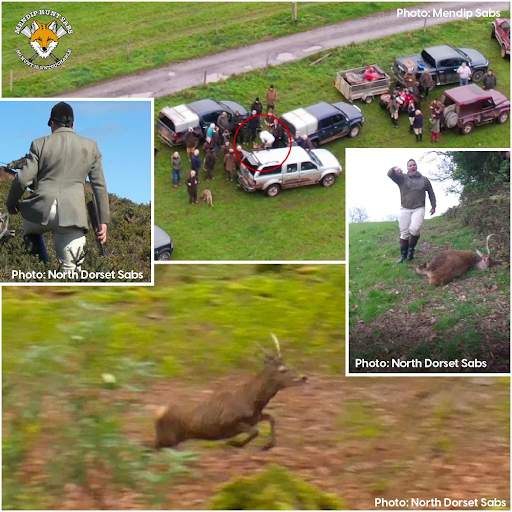 ProtectTheWild_'s tweet photo. The vile pastime of stag hunting is still going on due to the flawed Hunting Act. It’s time for @UKLabour to address this and it for good. Please RT and support @NDHuntSabs and @mendiphuntsabs https://t.co/75MNHkVFMP