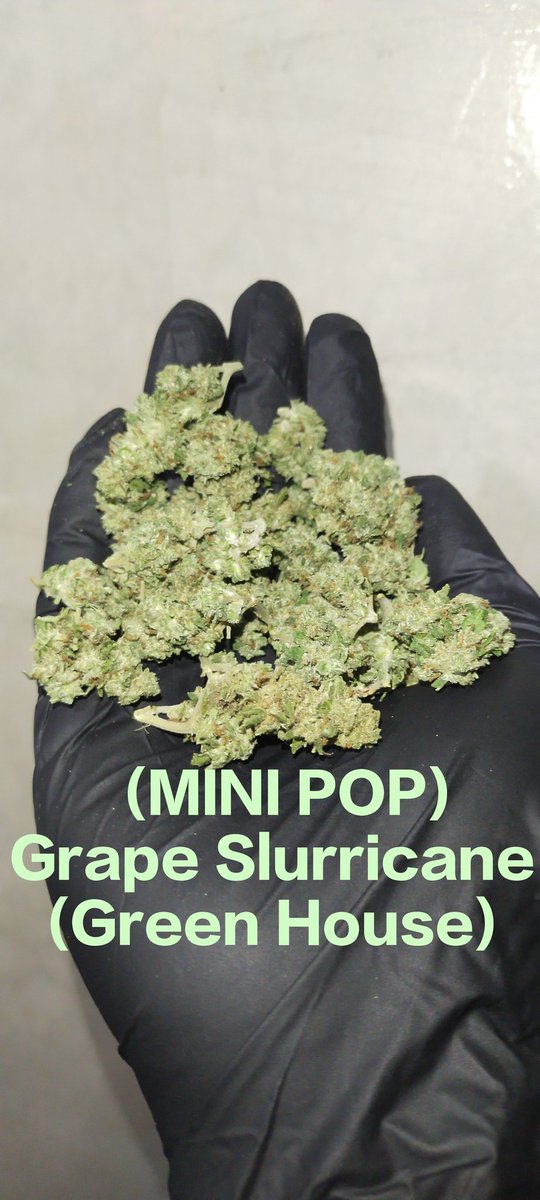Bangjoyi's tweet photo. (MINI POP) Grape Slurricane 🍷
(Green House)🏡
    กลิ่น รสชาติ:
 เบอร์รี่หรือเกรปฟรุ๊ตและสน🫐🍒🌲
 THC:24%🧑🏼‍🔬
CBD:0.0%🧑🏼‍🔬
Indica 90%⚗️
Sativa  10%🧫
    💸ราคา💸
          G43฿
        3g104฿
        5g155฿
      10g259฿
#กัญชา #กัญชาพะเยา #กัญชามพ
#Ogพะเยา #OgPyc #OG2024 #ogมพ https://t.co/ltlV8pZy48
