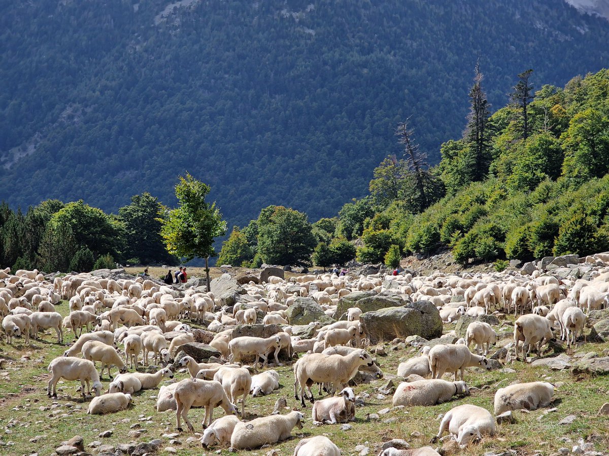 Geografia UAB (@geografia_uab) on Twitter photo <a href="/apelachs/">Albert Pèlachs</a> i <a href="/annabadiap/">Anna Badia Perpinyà</a> de @geografia_uab lideraran el projecte: “Los fuegos holocenos en la configuración de los espacios abiertos de la montaña del Norte peninsular. Herramientas para la gestión de los incendios en áreas protegides (CALIB-FIRE)” 🧵 <a href="/apelachs/">Albert Pèlachs</a> i <a href="/annabadiap/">Anna Badia Perpinyà</a> de @geografia_uab lideraran el projecte: “Los fuegos holocenos en la configuración de los espacios abiertos de la montaña del Norte peninsular. Herramientas para la gestión de los incendios en áreas protegides (CALIB-FIRE)” 🧵