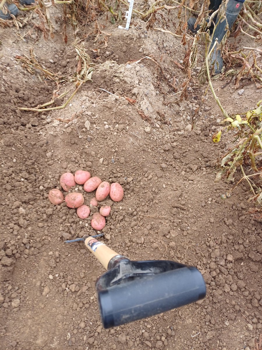 mark1_ward's tweet photo. Ideal conditions yesterday for pre-harvest potato assessments. The countdown is now on! @DrummondsAgri https://t.co/TqnYbhF9iK