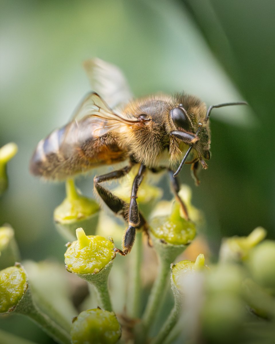 Cleaning up! A pretty little Honey bee pausing to make itself presentable for #InsectThursday 💛🐝

#bee #pollinators #insects #wildlife #naturelovers #nature #NatureBeauty #garden #gardensafari #gardenlife #macrophotography