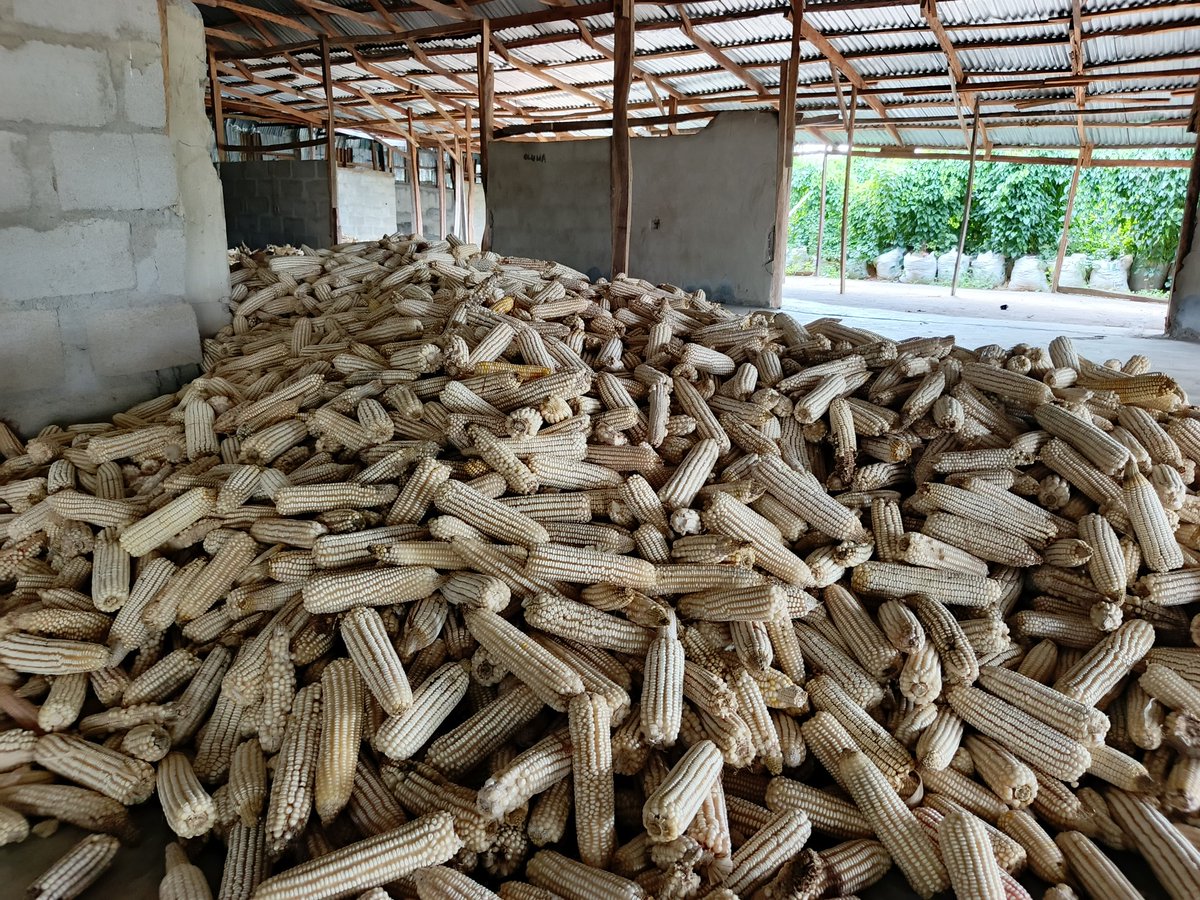 RetsonTedheke01's tweet photo. #Agbatoken: We are Harvesting our Maize and it is looking good!
Real Rural Agricultural Productivity is how Nigeria grows and how Nigeria survives.
Nigeria must farm for Nigeria to work! https://t.co/xgd3Gl6AyM