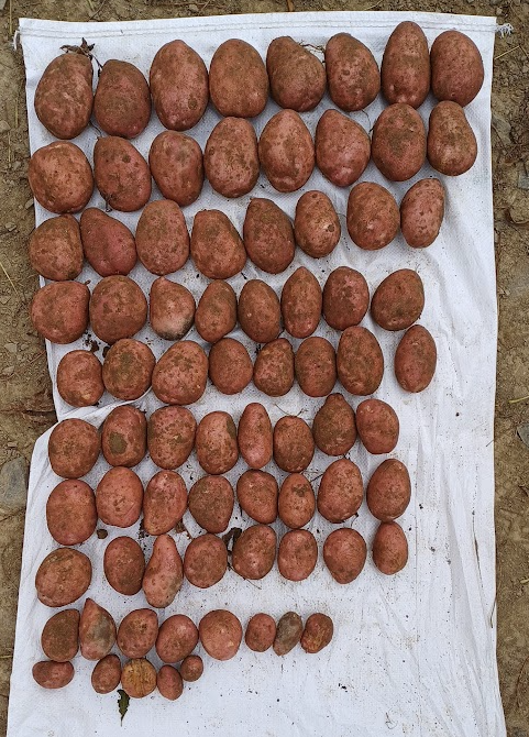mark1_ward's tweet photo. Ideal conditions yesterday for pre-harvest potato assessments. The countdown is now on! @DrummondsAgri https://t.co/TqnYbhF9iK