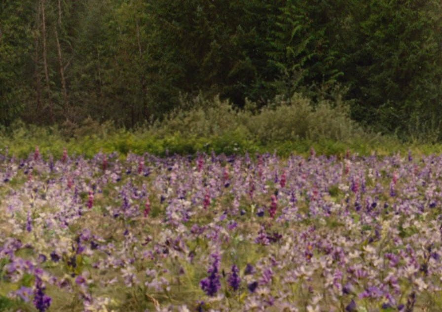 their place 🪻🌱🌾🌿🌷