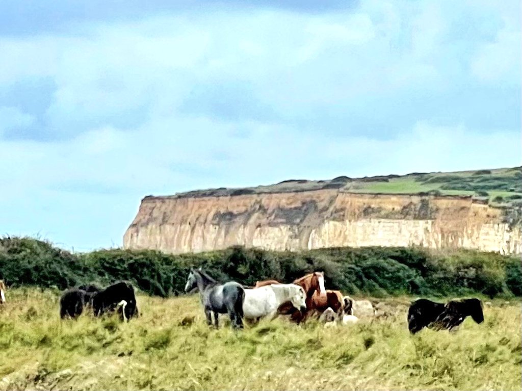BrightonUniGeo's tweet photo. First field trip for our new Geography &amp; Environment students! Over to the beautiful Cuckmere Haven, featuring:
- chalk cliffs (the famous Seven Sisters)
- oxbow lakes
- a small parrot (actually companion to one of the landscape workers, not a haven resident!) https://t.co/l111UjtjQR