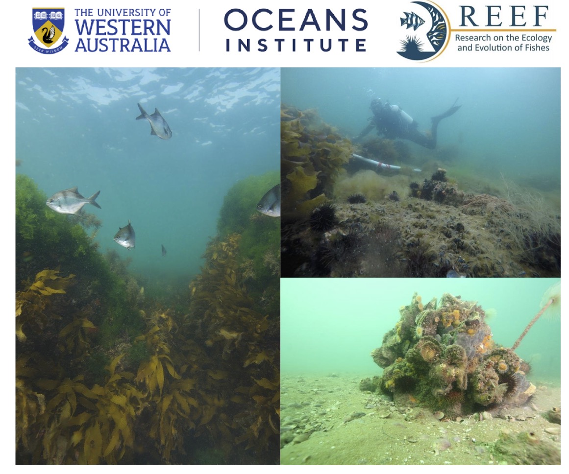 Griffin Srednick, PhD (@griff_srednick) on Twitter photo Looking for a #postdoc in #MarineEcology? In addition to an incredible #PhD position, my supervisor, Stephen Swearer, is advertising a dream #postdoc at
<a href="/uwaoceans/">UWA Oceans Institute</a> studying habitat restoration in marine communities! Please reach out for more info!
external.jobs.uwa.edu.au/cw/en/job/5184… Looking for a #postdoc in #MarineEcology? In addition to an incredible #PhD position, my supervisor, Stephen Swearer, is advertising a dream #postdoc at
<a href="/uwaoceans/">UWA Oceans Institute</a> studying habitat restoration in marine communities! Please reach out for more info!
external.jobs.uwa.edu.au/cw/en/job/5184…