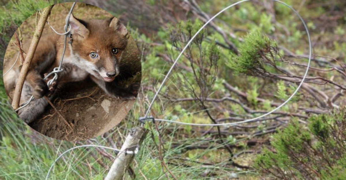 ProtectTheWild_'s tweet image. Scotland AND Wales have banned snare traps but they still remain LEGAL in England.

RT and LIKE this post if you agree they should be banned across the whole of the UK!
Follow us to help @ProtectTheWild_