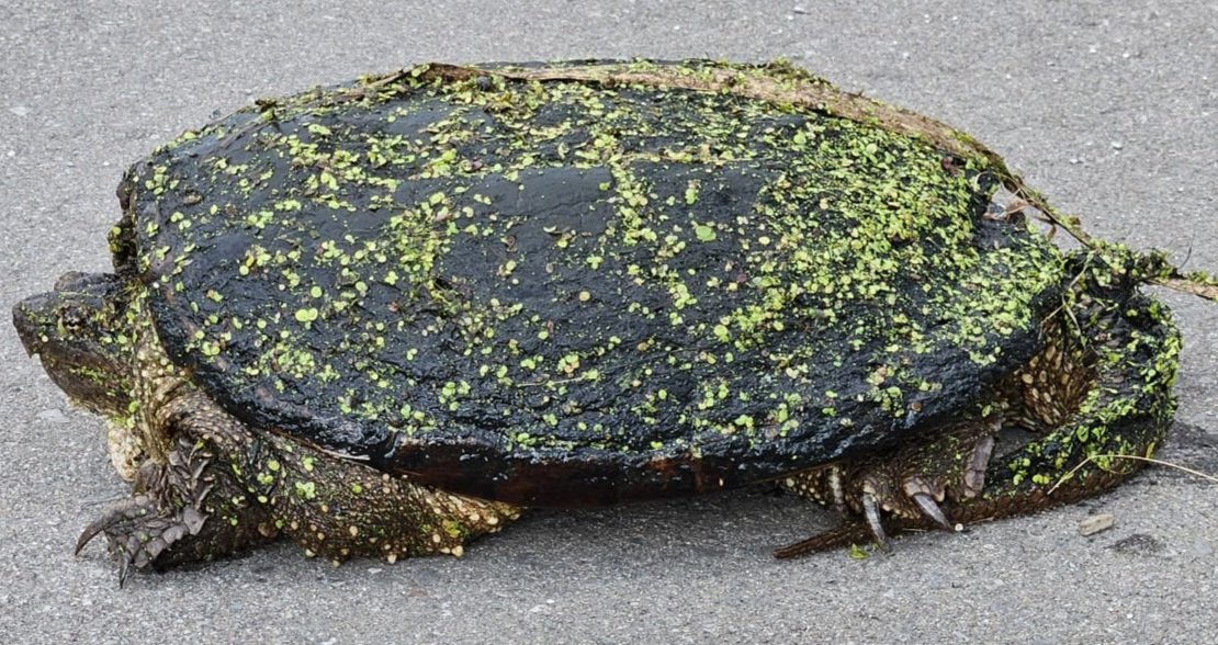 EOEC_TDSB's tweet photo. "Shellebrating" Nature at Albion Hills Conservation. Snapping turtles are Ontario's most prehistoric-looking turtle species and the largest freshwater turtle in Canada. What a sight to behold!#SnappingTurtle #TurtlePhotography #AlbionHills #NaturePhotography #WildlifePhotography https://t.co/P2umaPdF3f