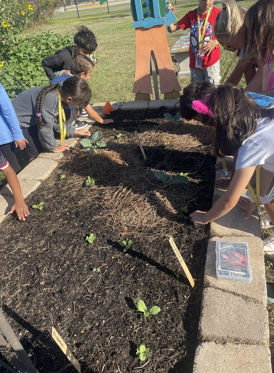 MrsWolfRTGG's tweet photo. 1st grade at Swenke is busy observing monarchs, sulphur caterpillars, and planting seeds! @SwenkeCFISD @Swenke_AP @cnespeca1 @readygrowgarden @CyFairISD #readytogrow #fall #coolfront https://t.co/6XYhZj0Hd7