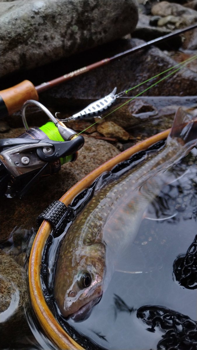 fujihir16395883's tweet photo. 宿直明け
大物ではないが、
いい顔の　#イワナ　が釣れた✨
#palms
#egeria
#alexandra
#daiwa
#caldia
#slpworks https://t.co/5uls8Jw6SY