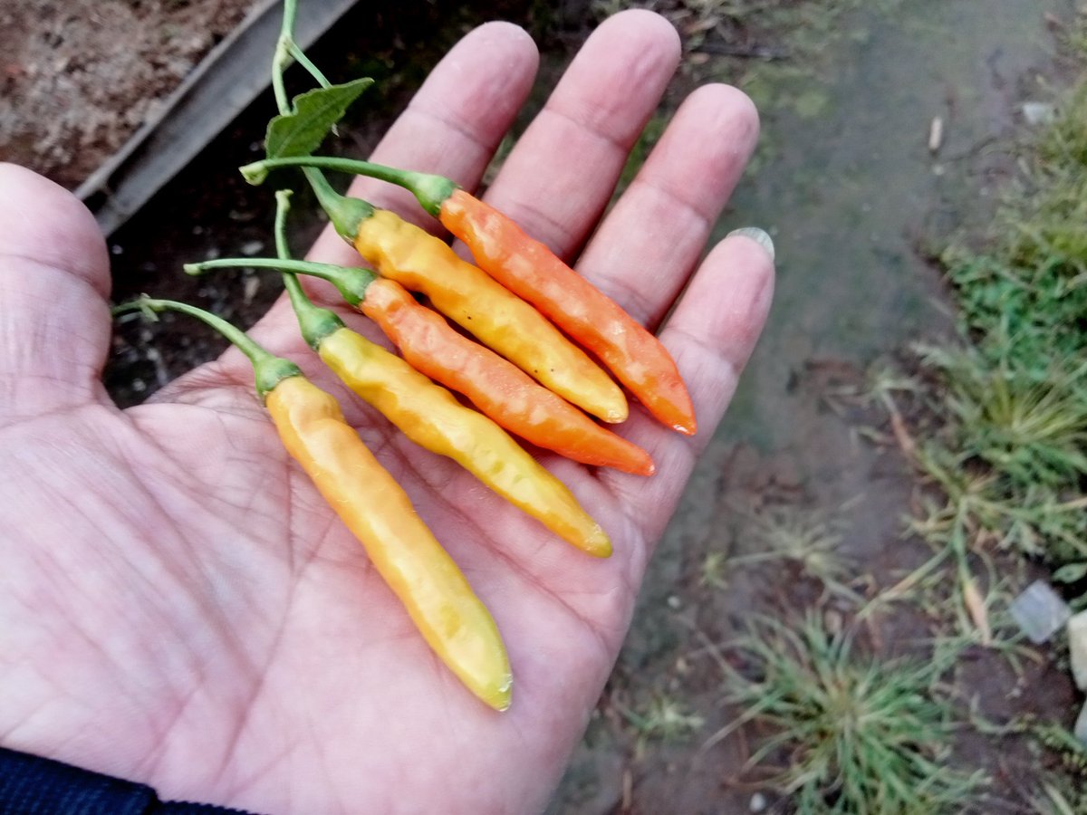 Sekilas info

*hrg per kilo di petani

Rp9.000                       Rp22.000