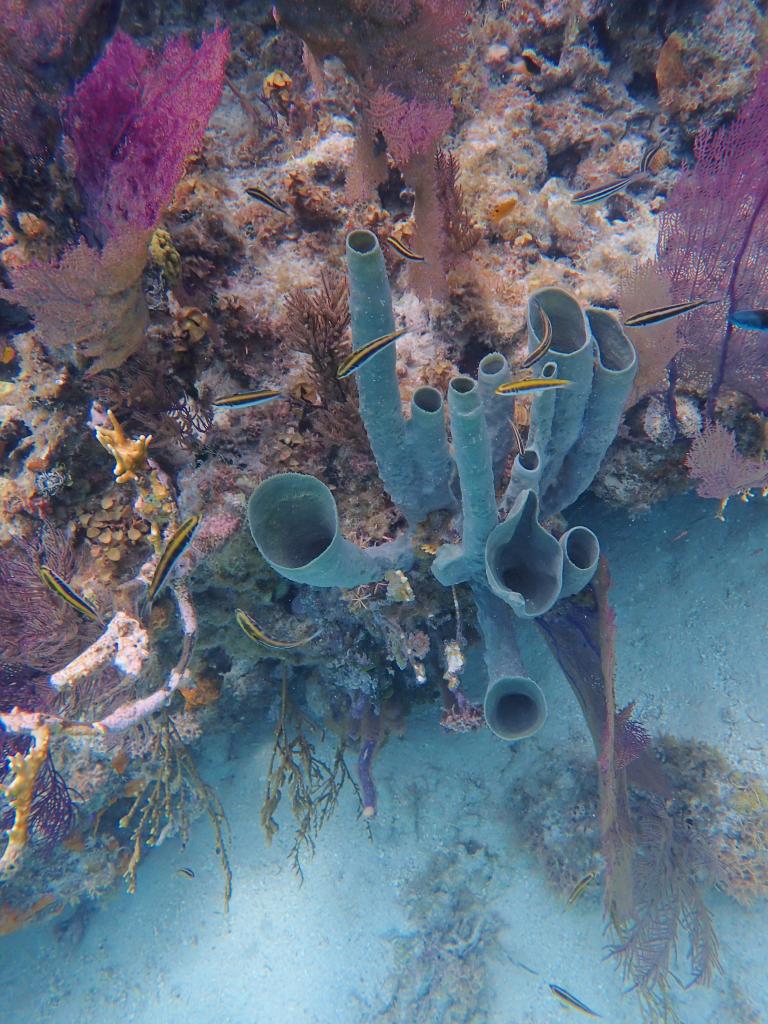 bzeadventures's tweet photo. You don't need to snorkel far, to see amazing marine life.
20% Early Bird Discount until November 30th 2024:
https://t.co/kOP5A9sW2g
#slickrockadventures #belizeadventures
#belizeadventure #islandvibes #islandlife #longcaye
#gloversreefatoll #gloversreef https://t.co/6hR2Ibd1ZK